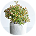 PLANT ʪ